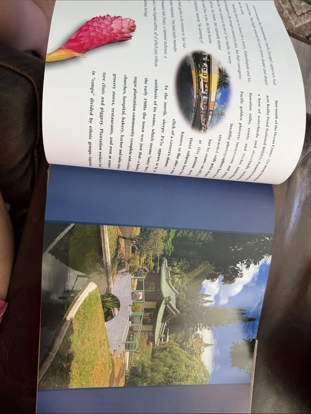Under a Maui Sun Wall 📕 book- Orange Sunset by